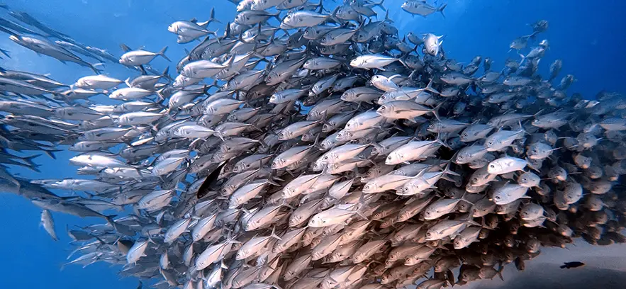 2023: Retos para mejorar la sostenibilidad en piensos para peces