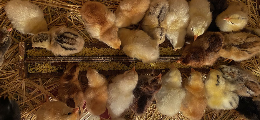 Desmontando falsos mitos sobre agricultura y alimentación animal