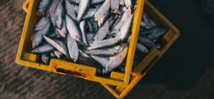 harinas y aceites de pescado