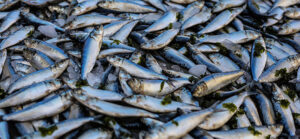 Hidrolizados de Pescado: claves en la fabricación de pienso animal