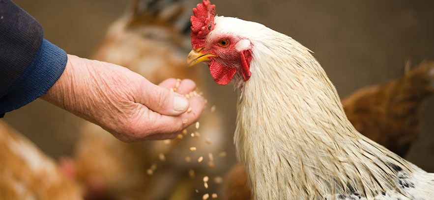 Pautas de nutrición animal para gallinas ponedoras