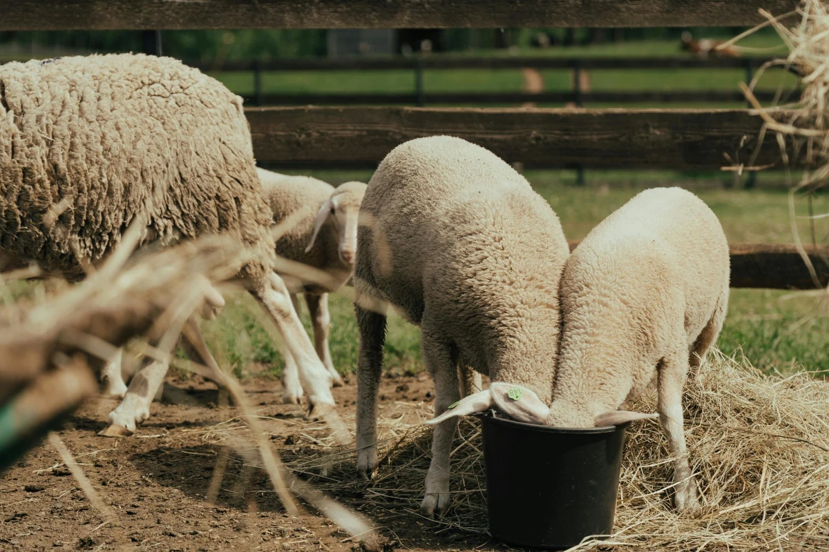 proveedor de materias primas de alimentación animal Proteínas alternativas en la nutrición animal: una oportunidad para tu marca
