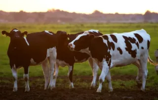 Reducir la huella ambiental en la fabricación de piensos: el papel clave de las materias primas