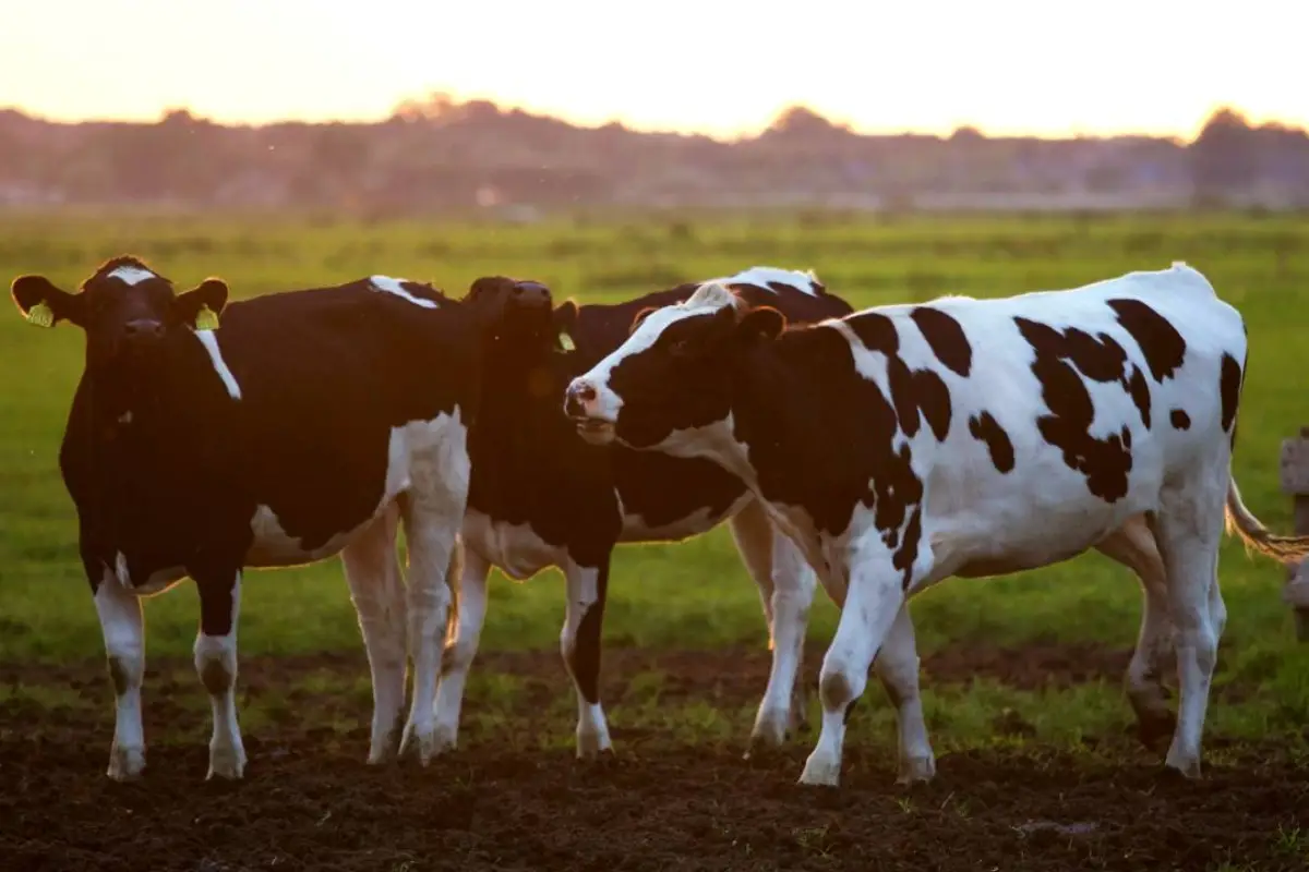 Reducir la huella ambiental en la fabricación de piensos: el papel clave de las materias primas Proteínas alternativas en la nutrición animal: una oportunidad para tu marca